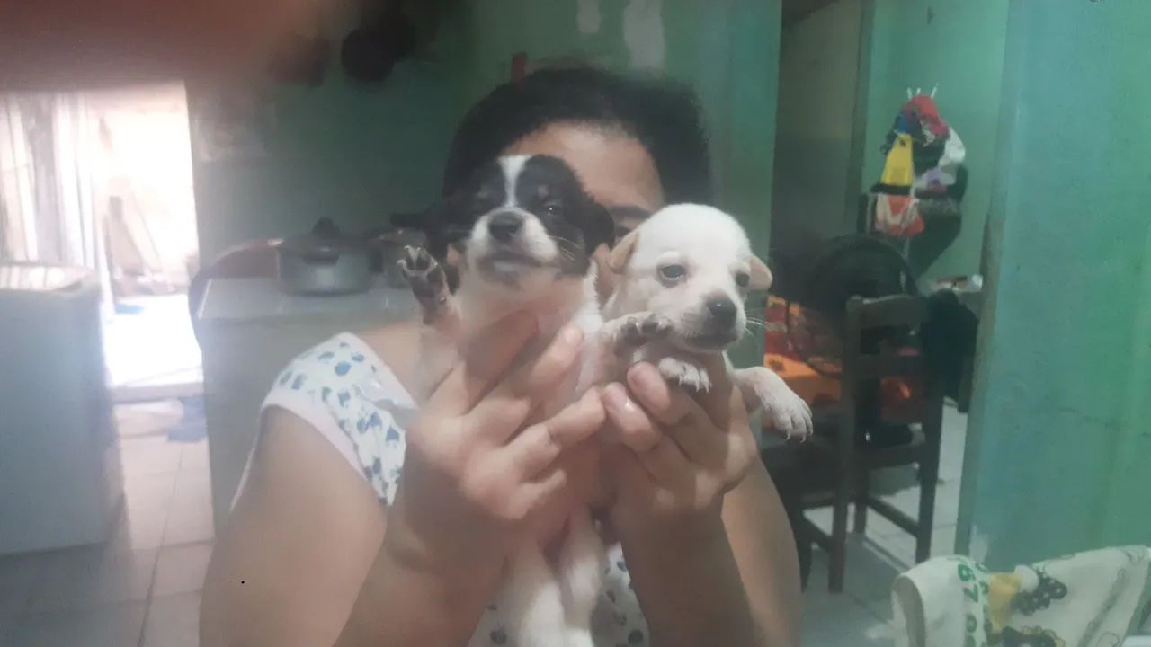 Filhotes pra adoção  duas fêmeas - Foto 2