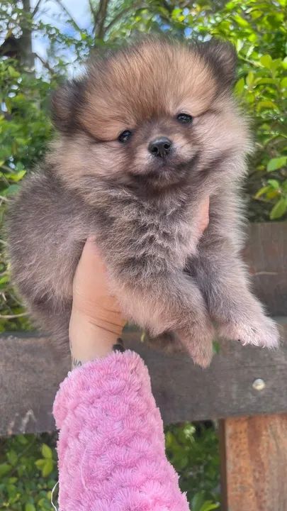 encontre seu verdadeiro amigo aqui