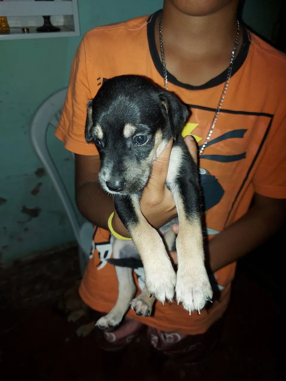 Filhote de cachorro disponível para adoção - Foto 4