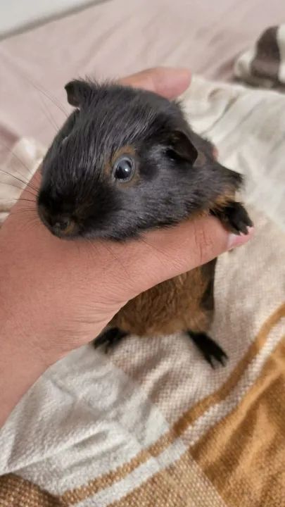 Porquinho da índia  - Foto 3