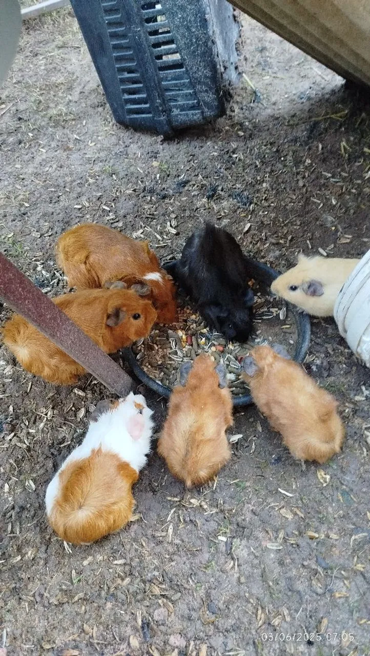 Lindos filhotes de porquinho da índia