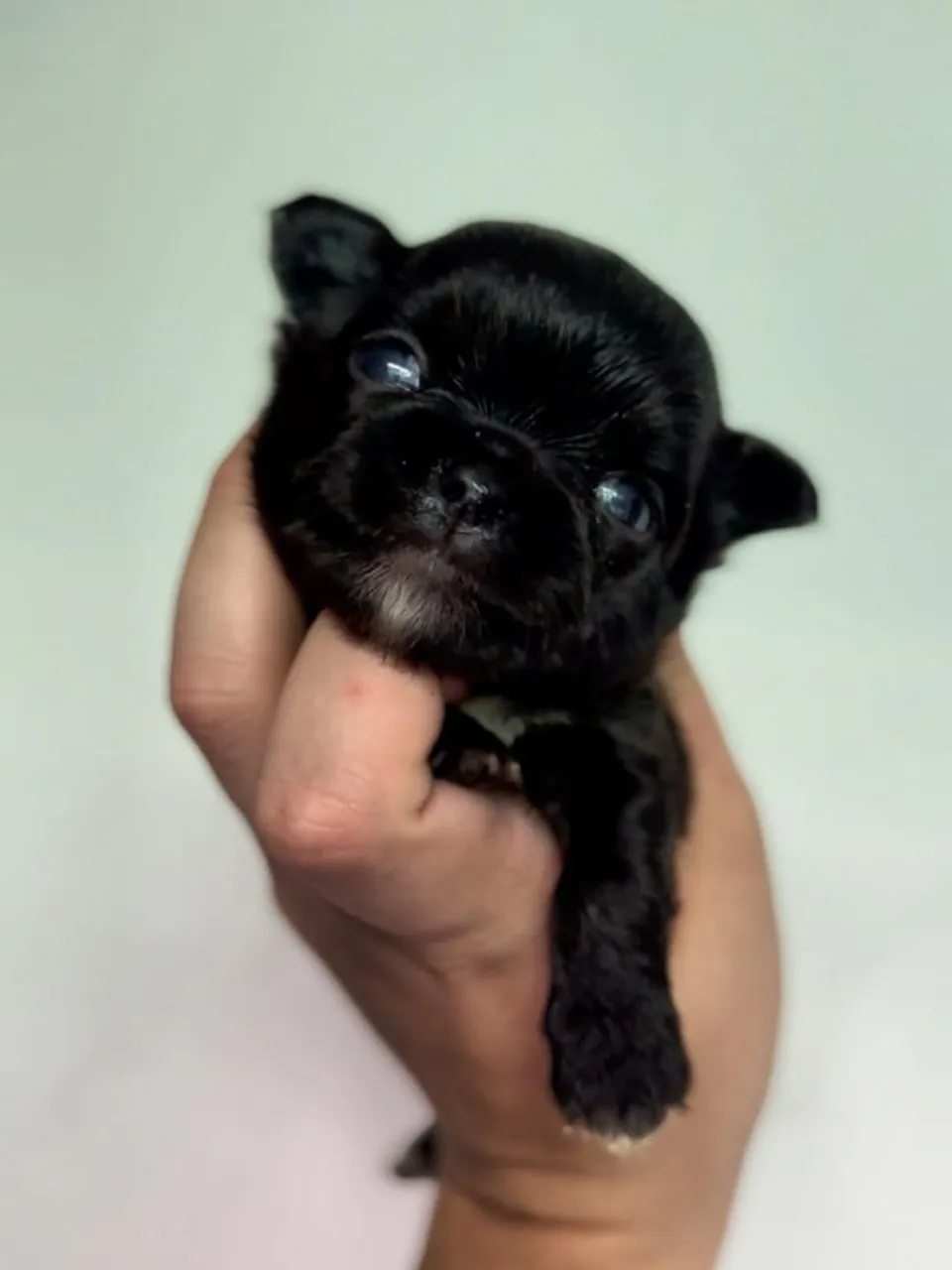 Filhote de Chihuahua macho