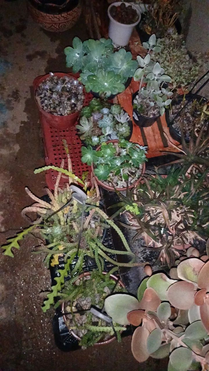 Suculentas/Cactos/Flores Do Deserto para Jardim