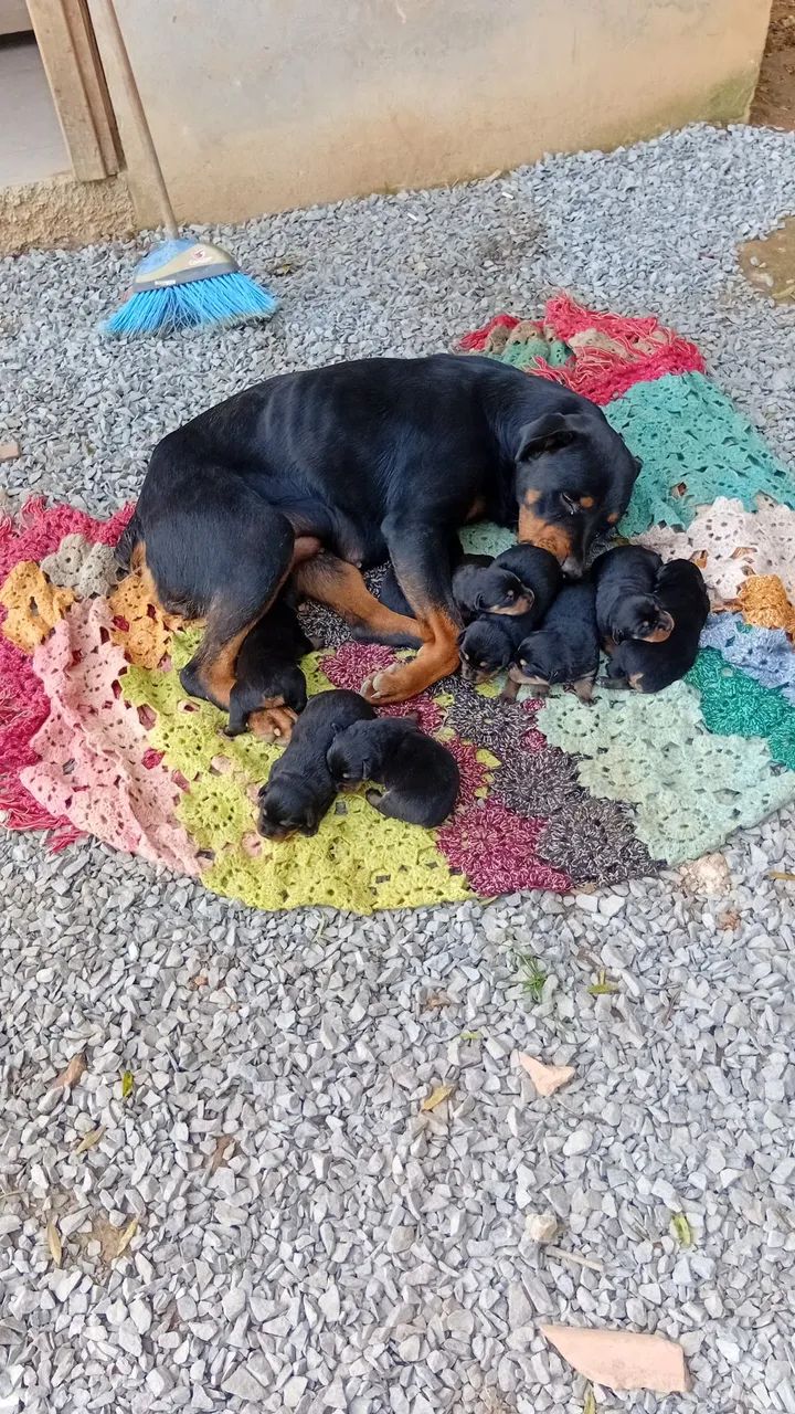 Filhotes de Rottweiler - Foto 3