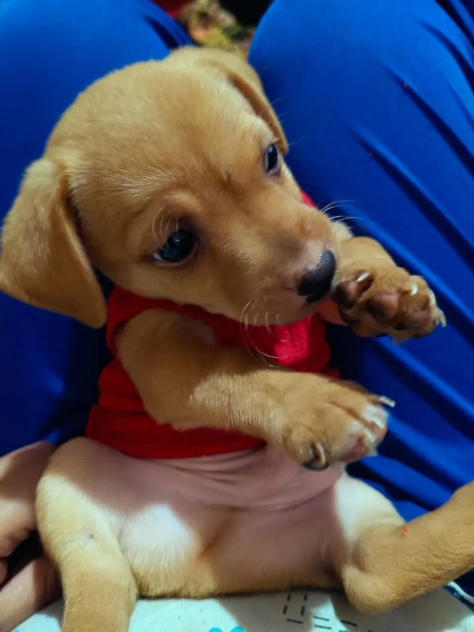 Pinscher macho550,00 e 650,00 macho