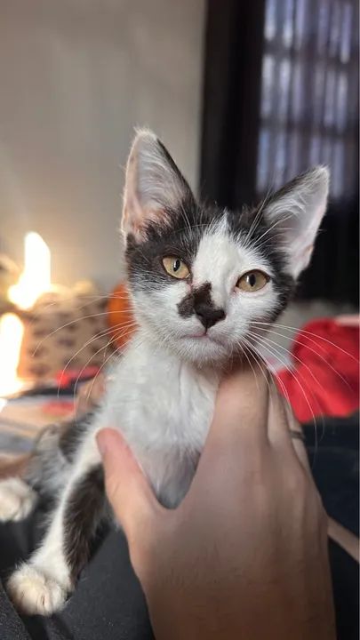 Doação responsável  - Foto 2