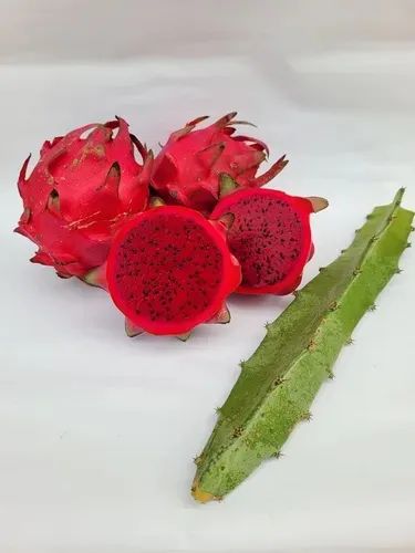 Mudas de Pitaia Vermelha - Kit com 2 Mudas