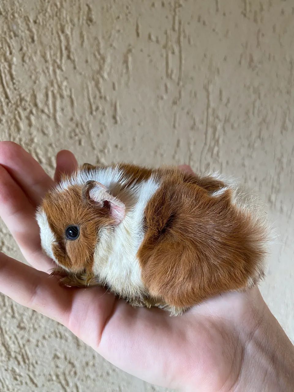 Porquinho da índia  - Foto 3