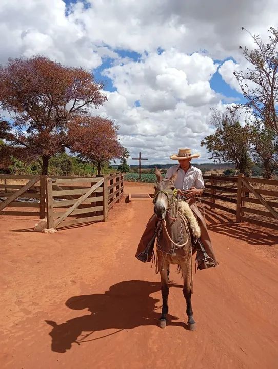 Burro barato pra vender rápido 