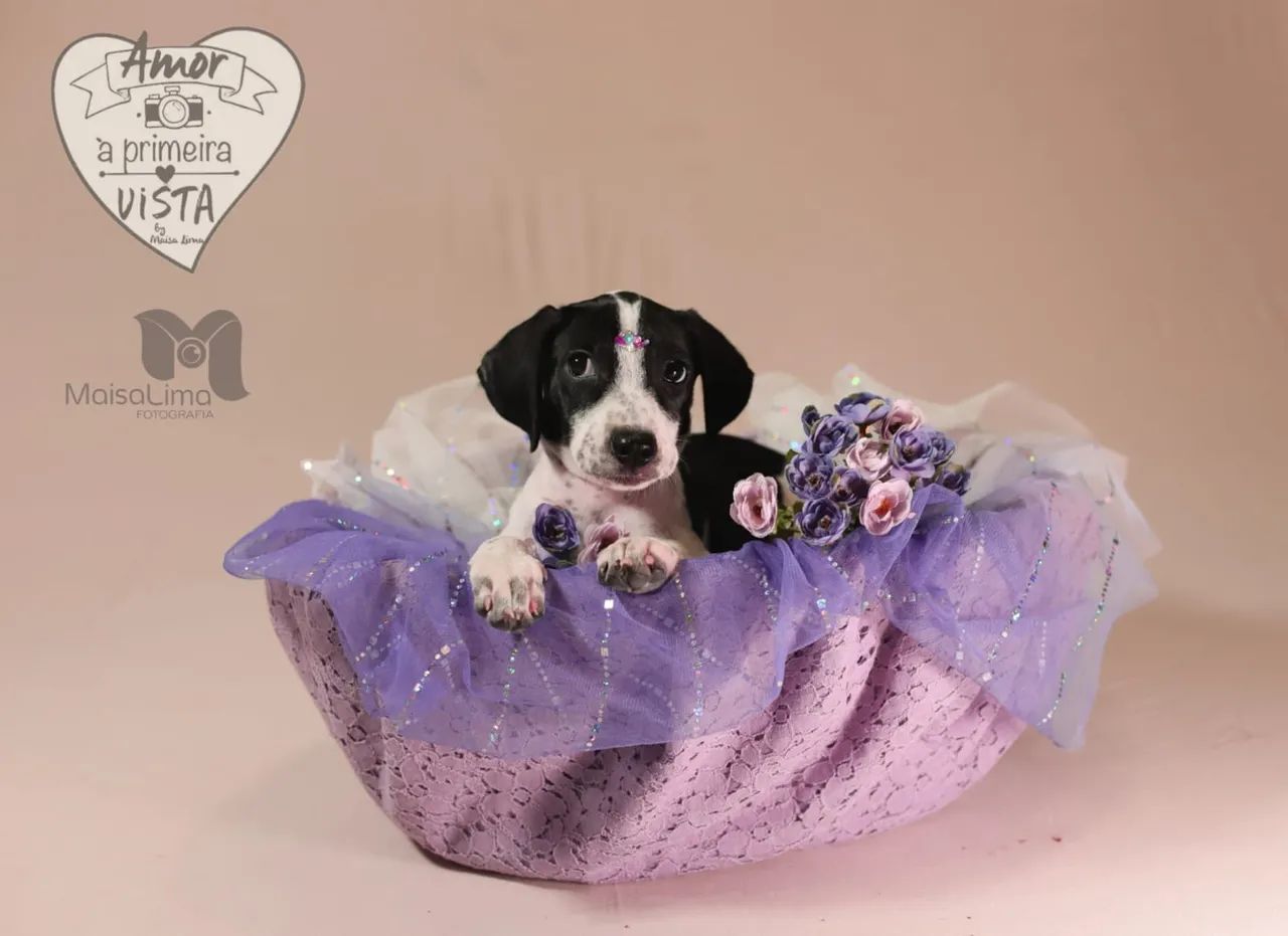 Filhote de cachorro disponível para adoção