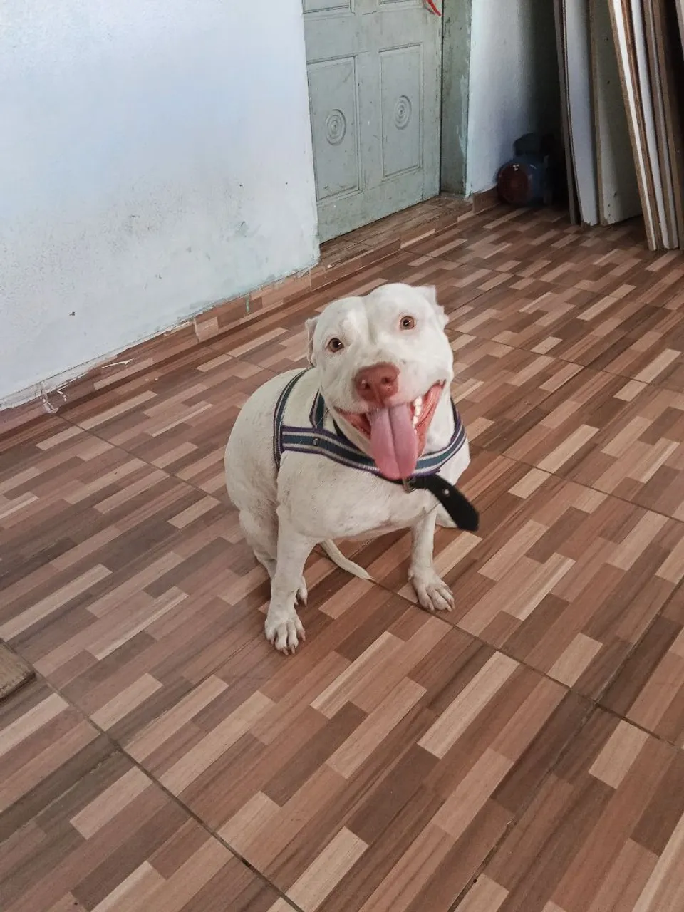 Pitbull a venda