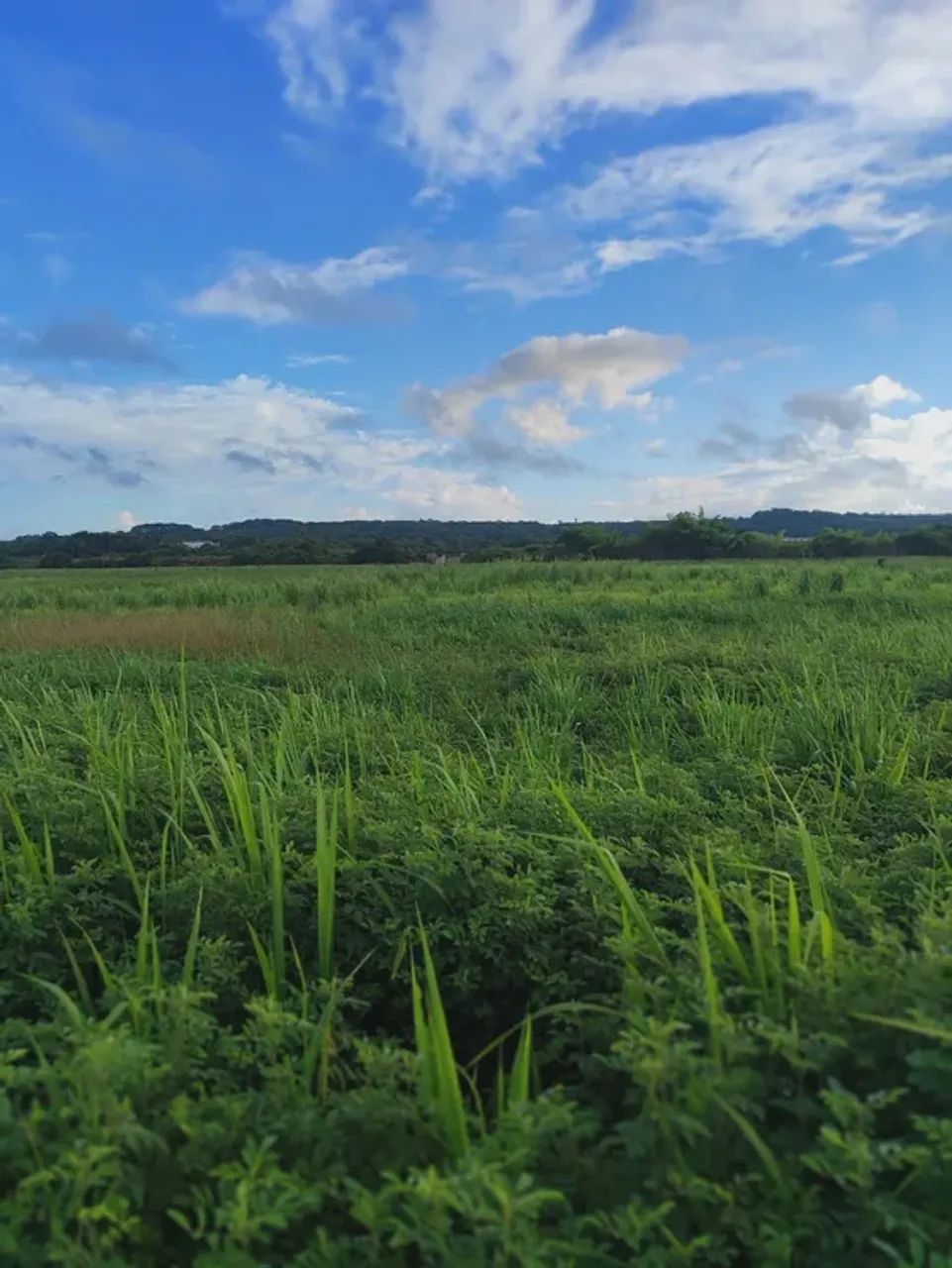 Fazenda com 55 hectares em São José de mipibu frente para BR101 - Foto 3