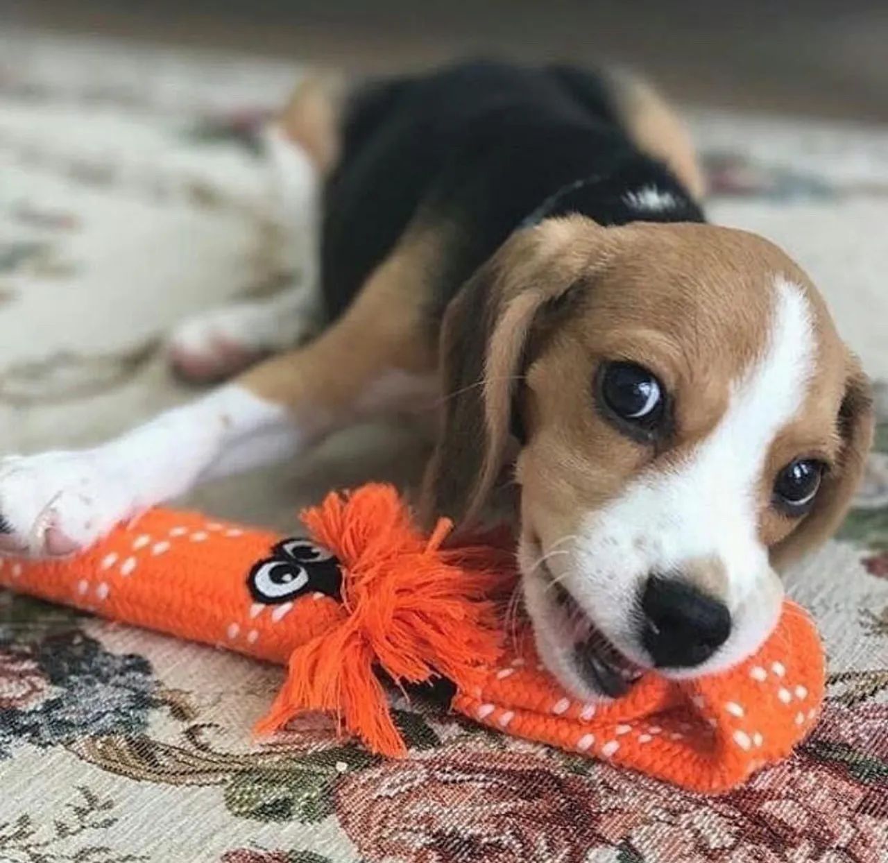 CuteCute filhote de Beagle tricolor / Amor em miniatura.