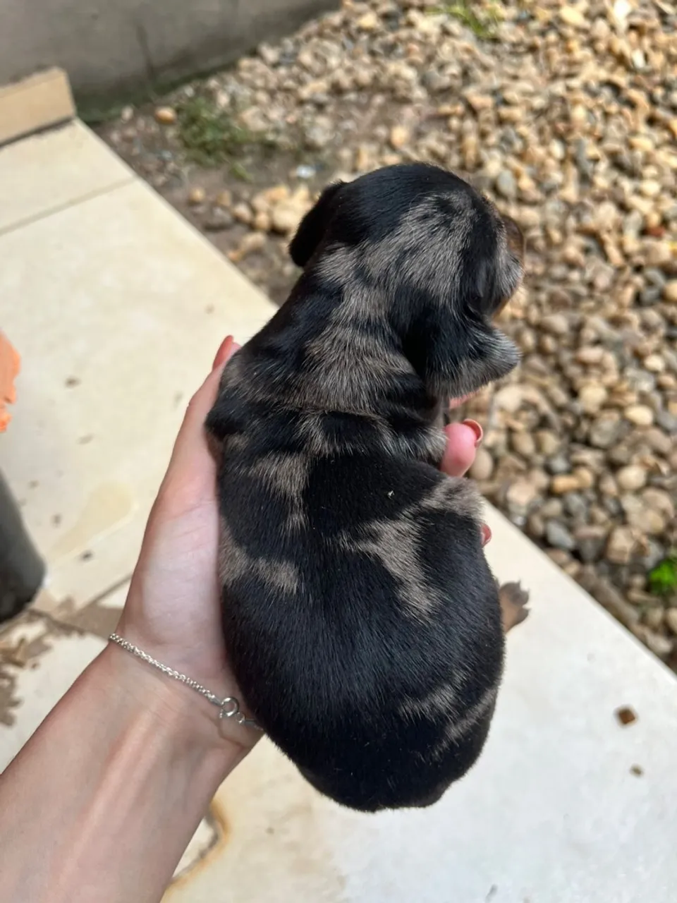 Dachshund Alerquim fêmea
