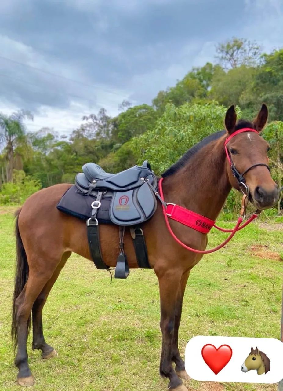 Égua Mangalarga Mineira  - Foto 2
