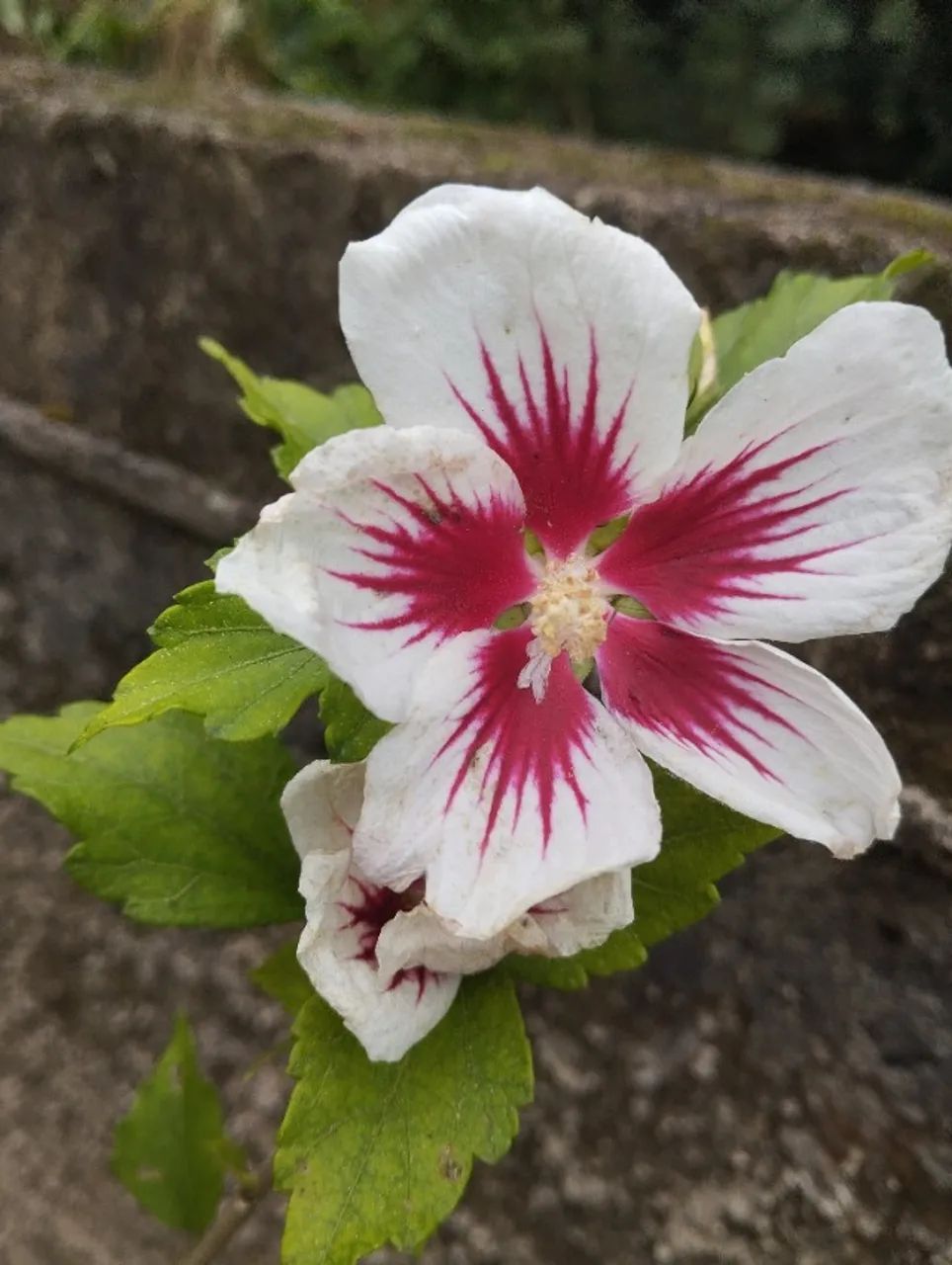 Muda hibisco da siria