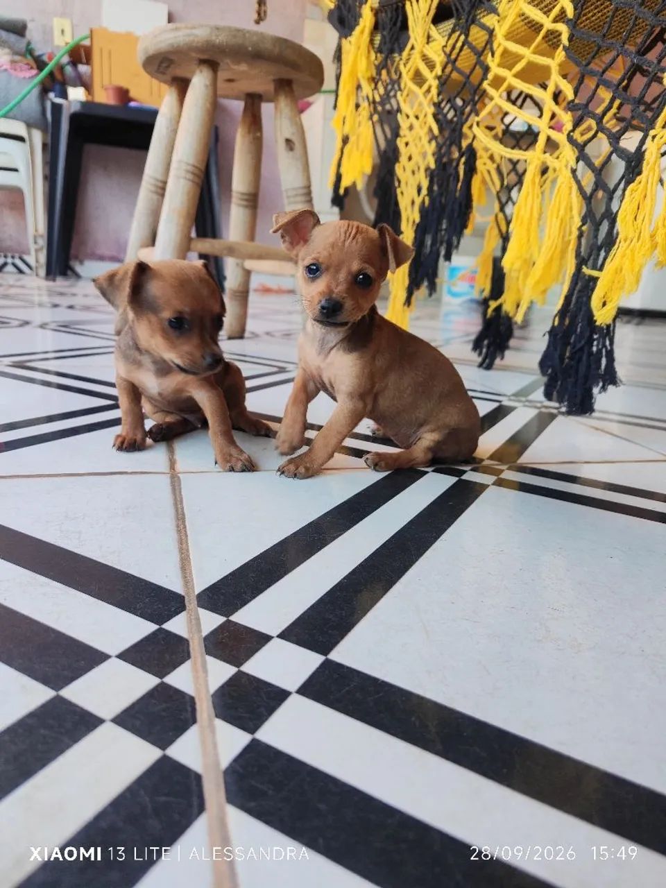 Pinscher 