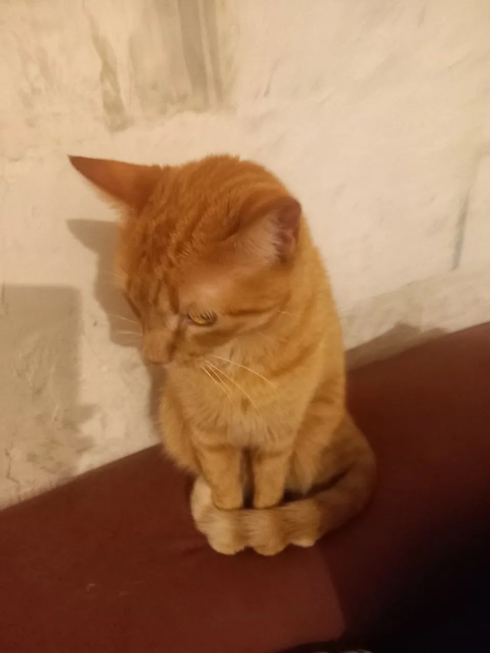 gata laranja dócil - Foto 3