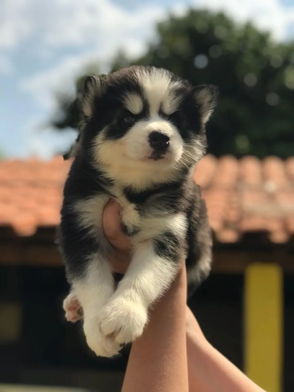 Husky siberiano marcante 