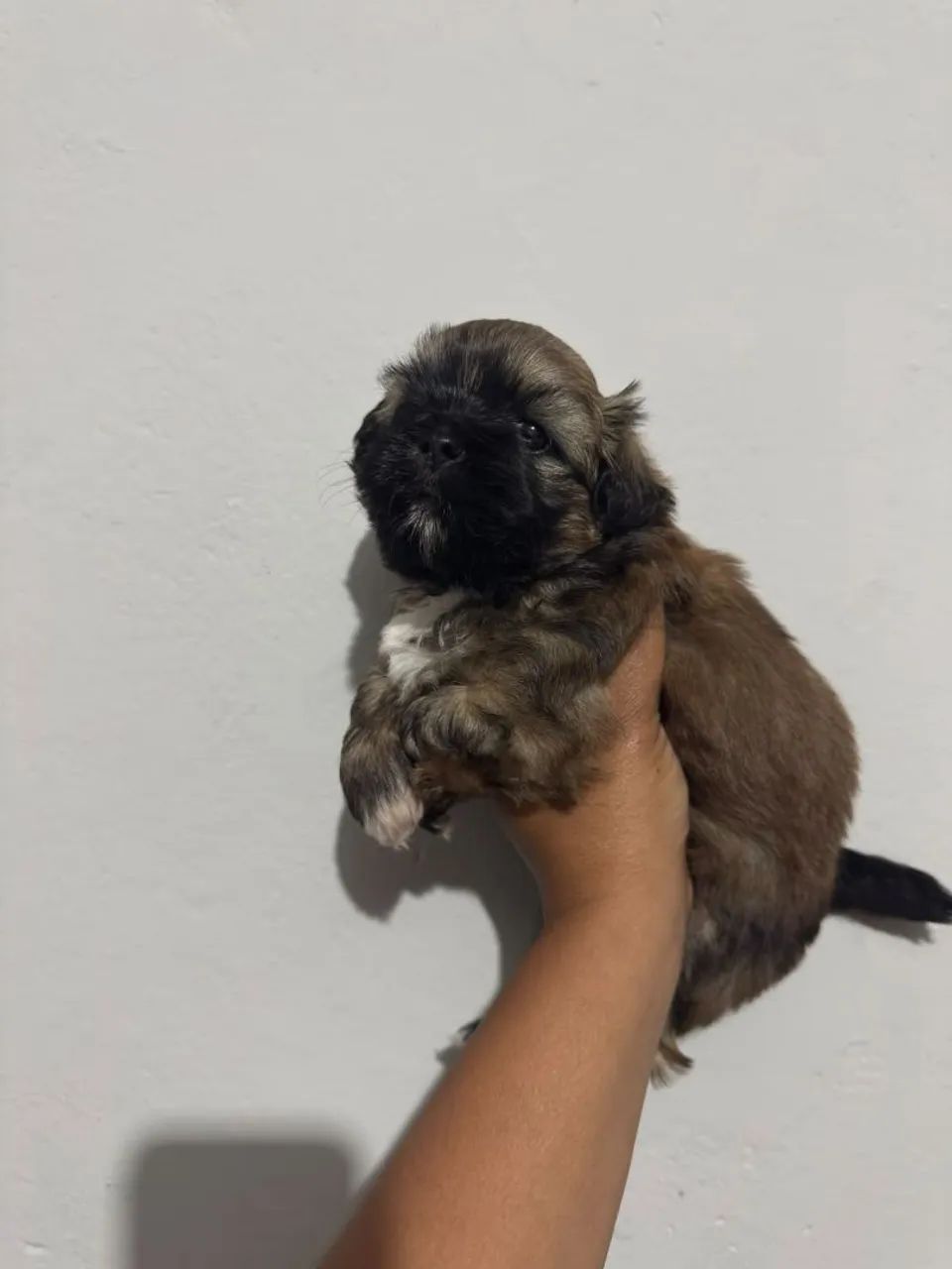 Shitzu macho 