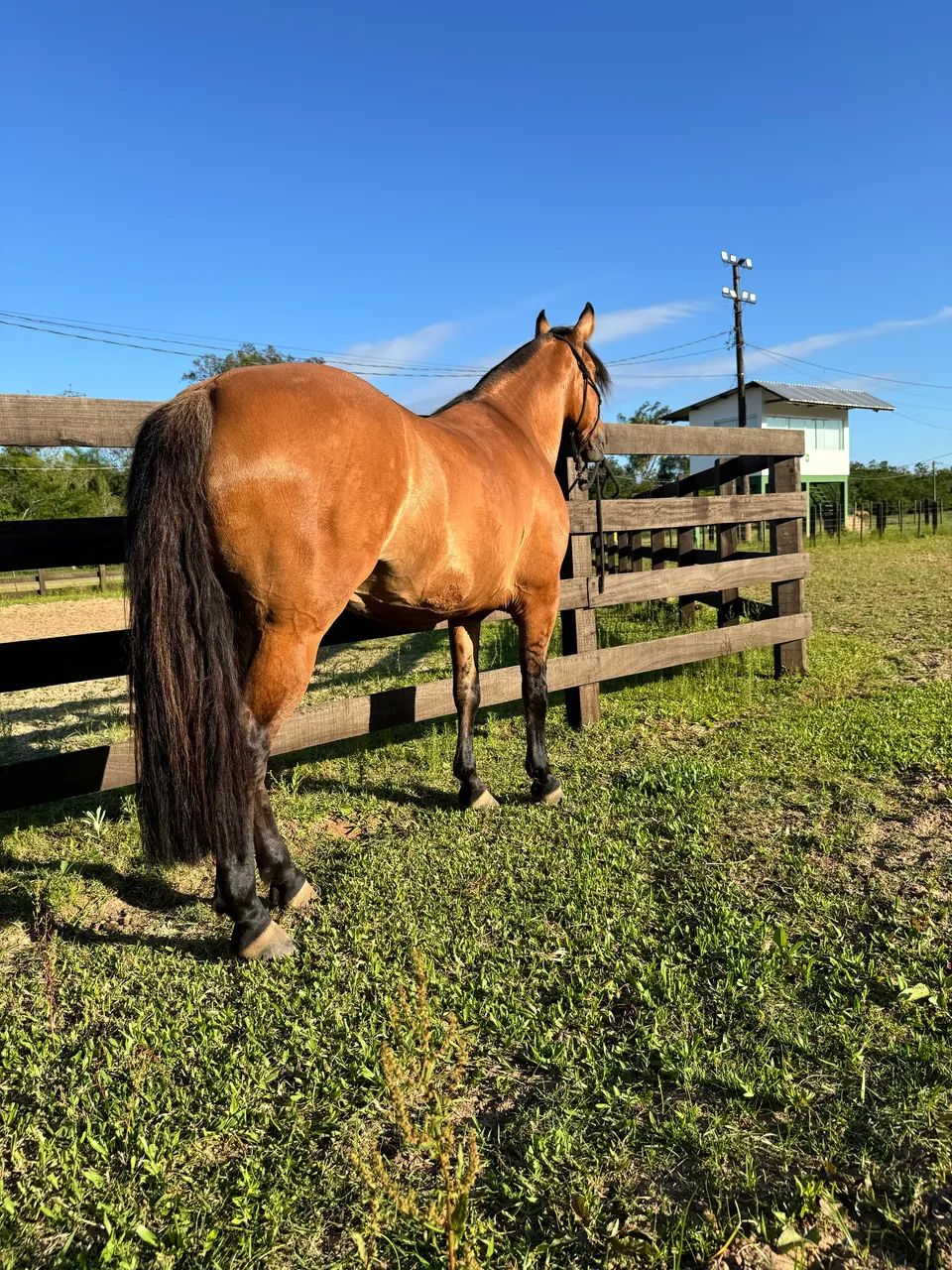 Das Gateadas mais Lindas e craques do Brasil! - Foto 5