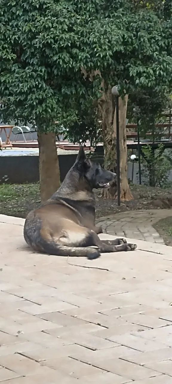 Pastor belga malinois  - Foto 2
