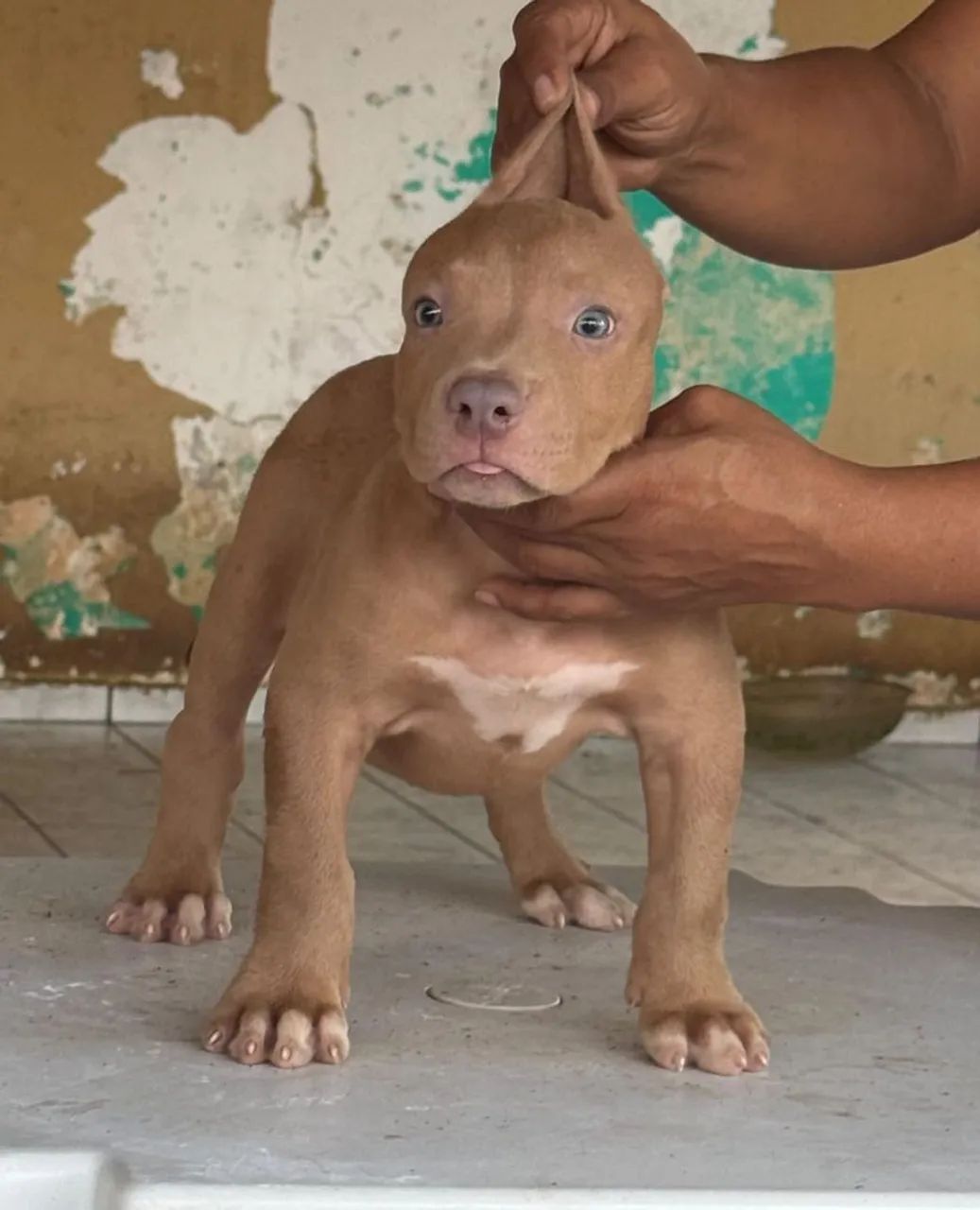 Filhote macho pitmonster com pedigree 