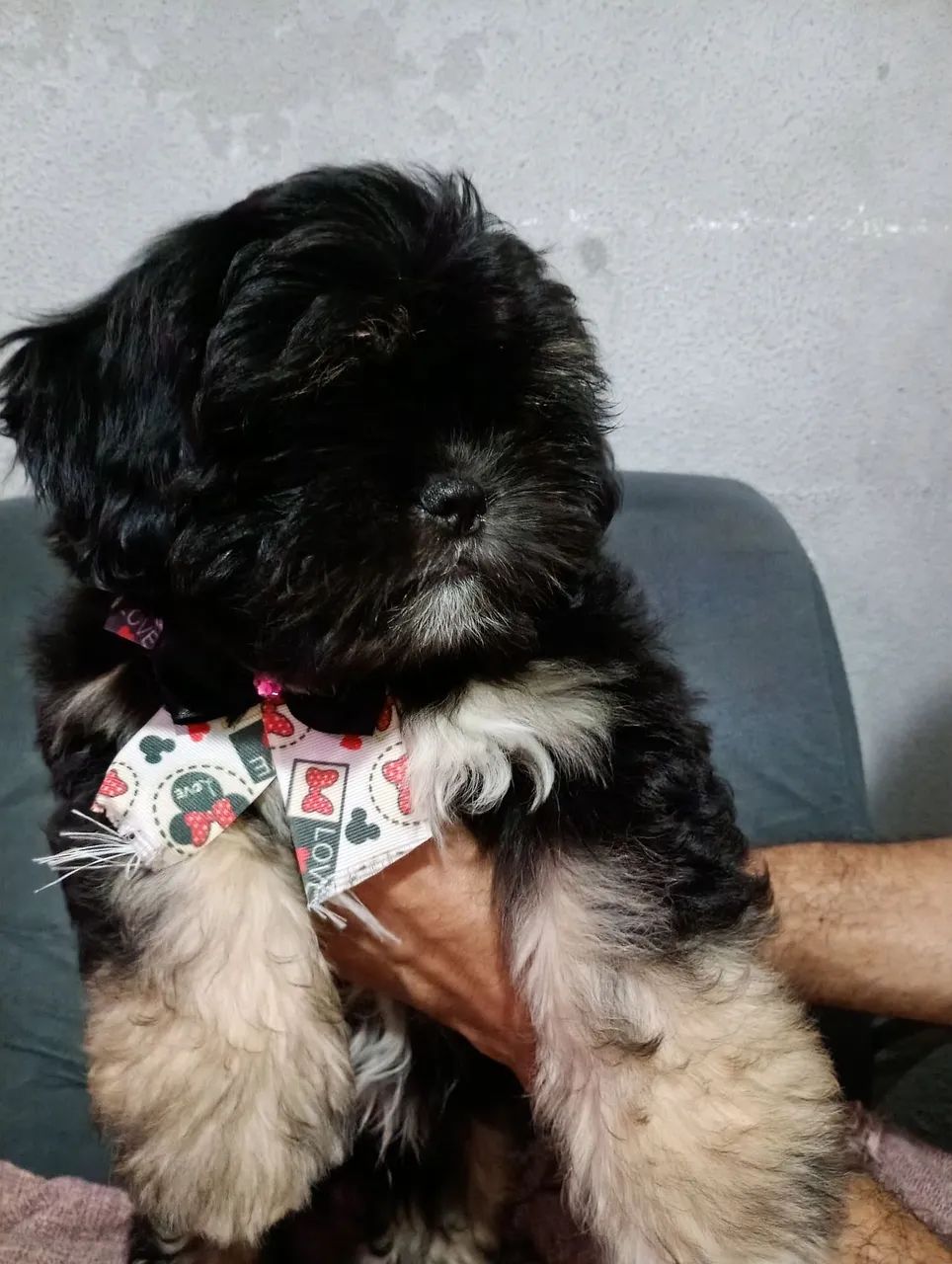 Filhotes de Lhasa Apso