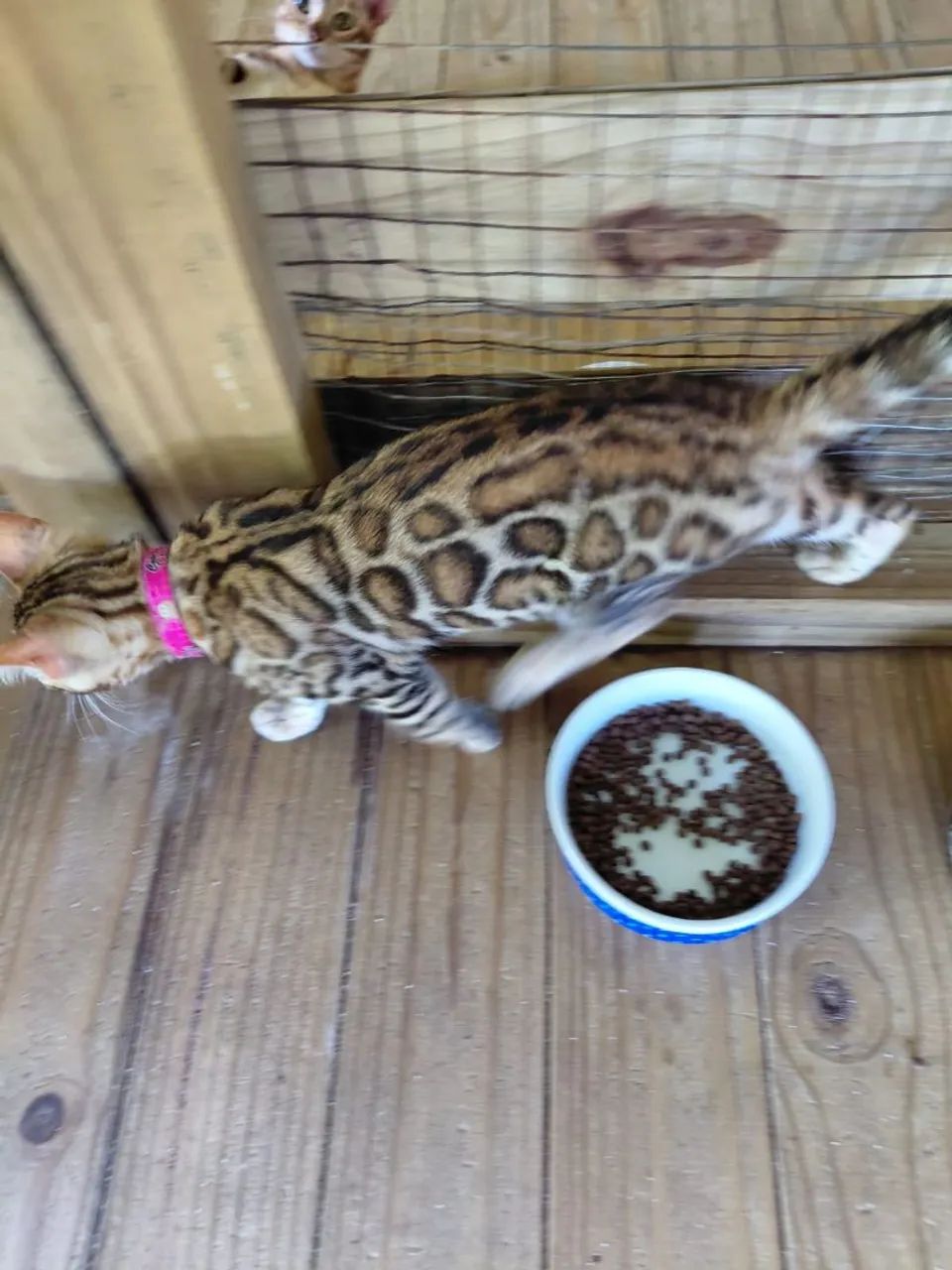 Gato bengal de estimação  - Foto 6