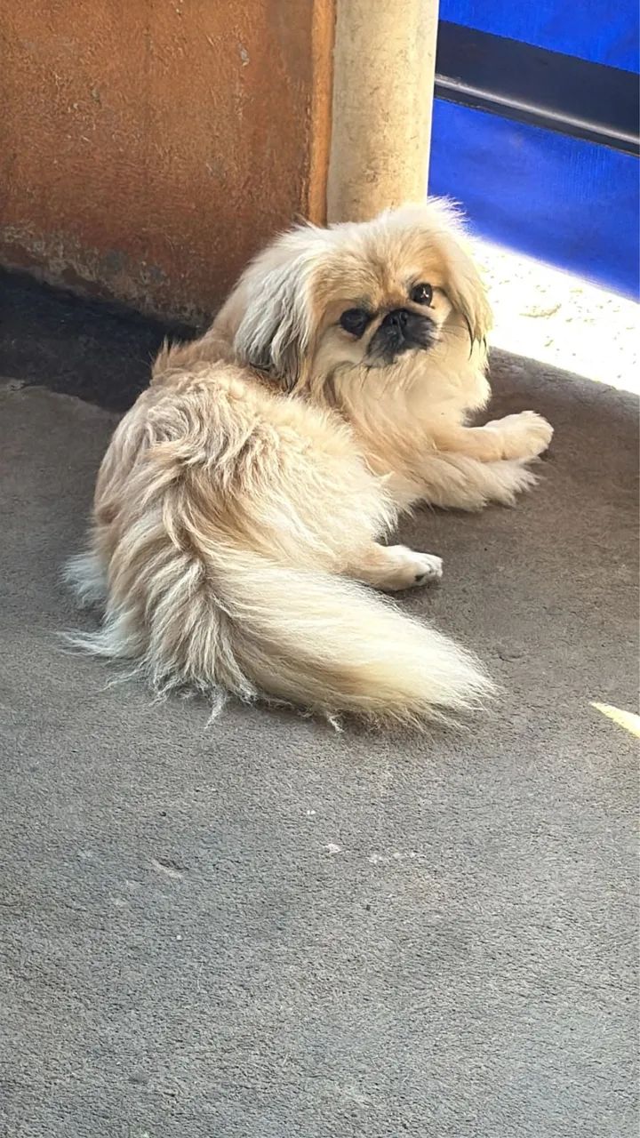 Pequines macho 
