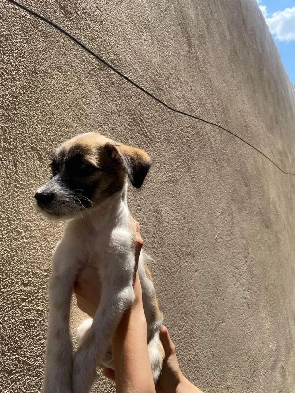 Cachorro Filhote - Foto 4