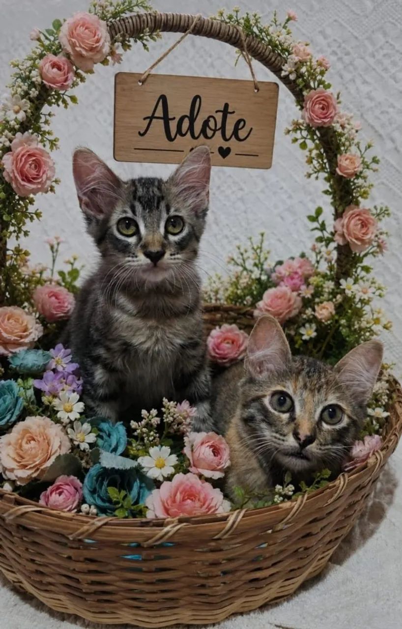 Adote  - Foto 2