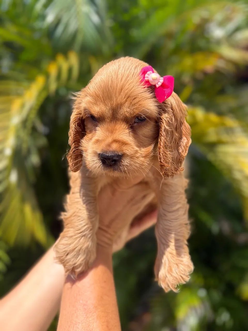 Cocker Spaniel fêmea 