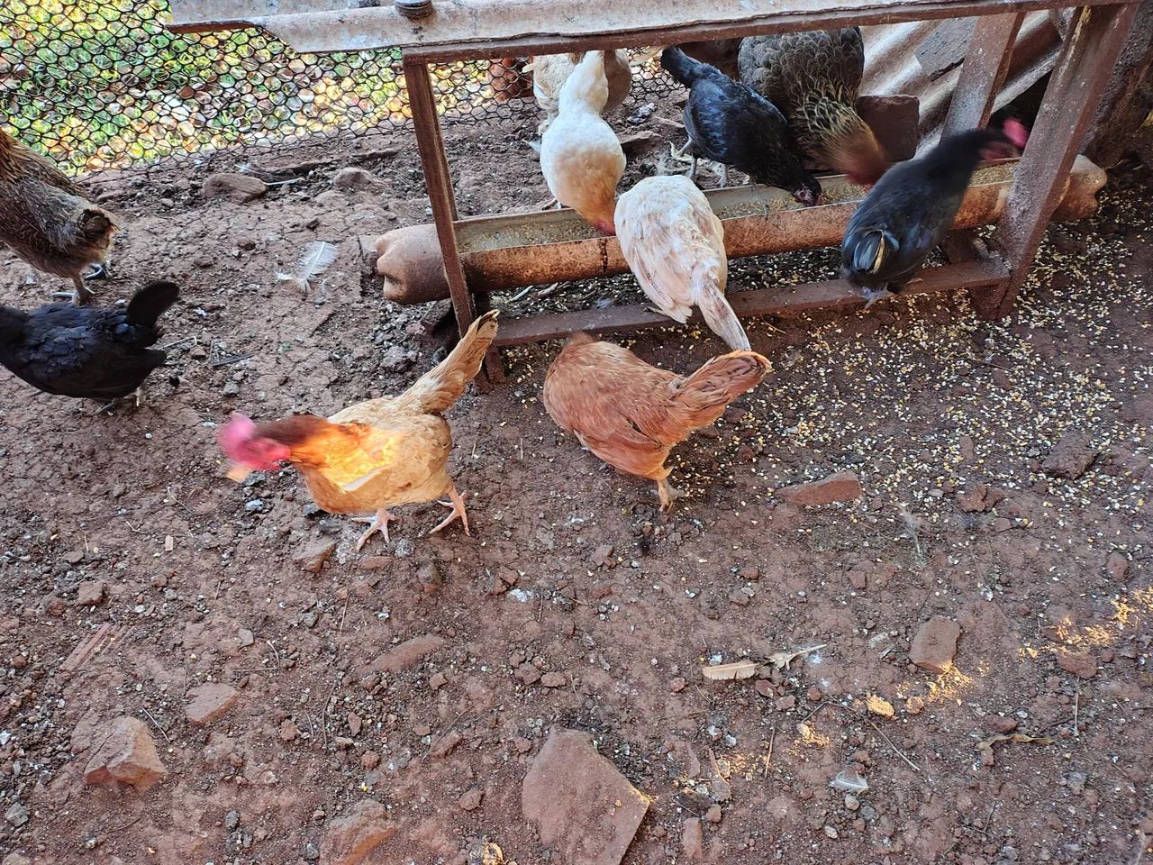 Galinhas
