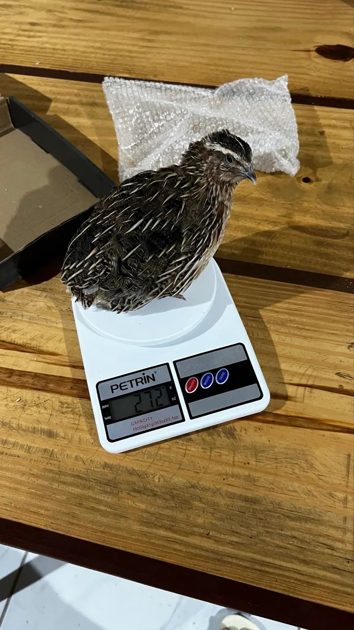 Codorna macho  - Foto 2