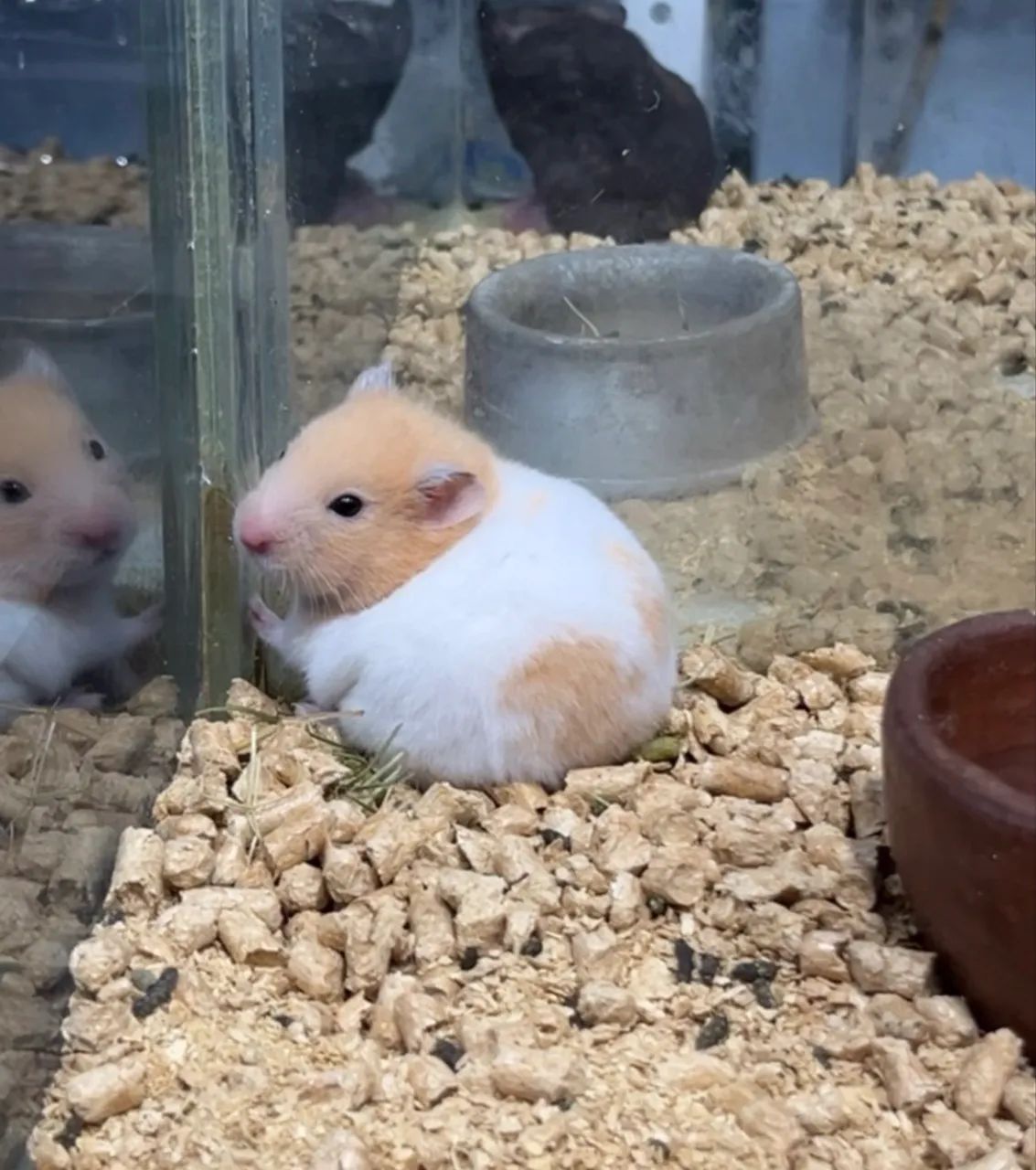 Hamster sírio  - Foto 6