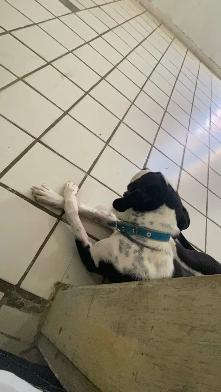 Doação de cachorro  - Foto 5