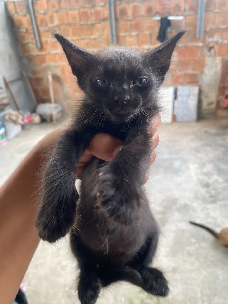 Gatinhos Para Doar  - Foto 3
