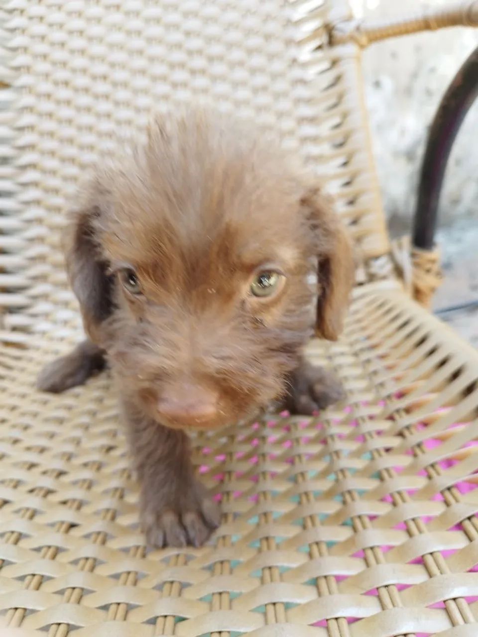 Doa-se Cachorrinhos - Foto 5