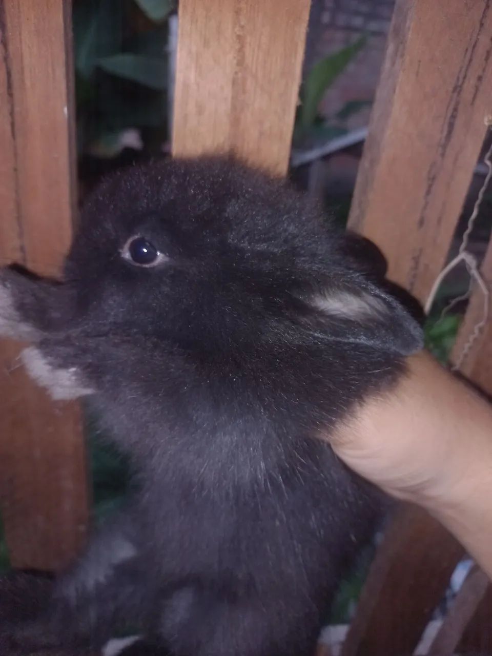 Coelhos filhotes  - Foto 5