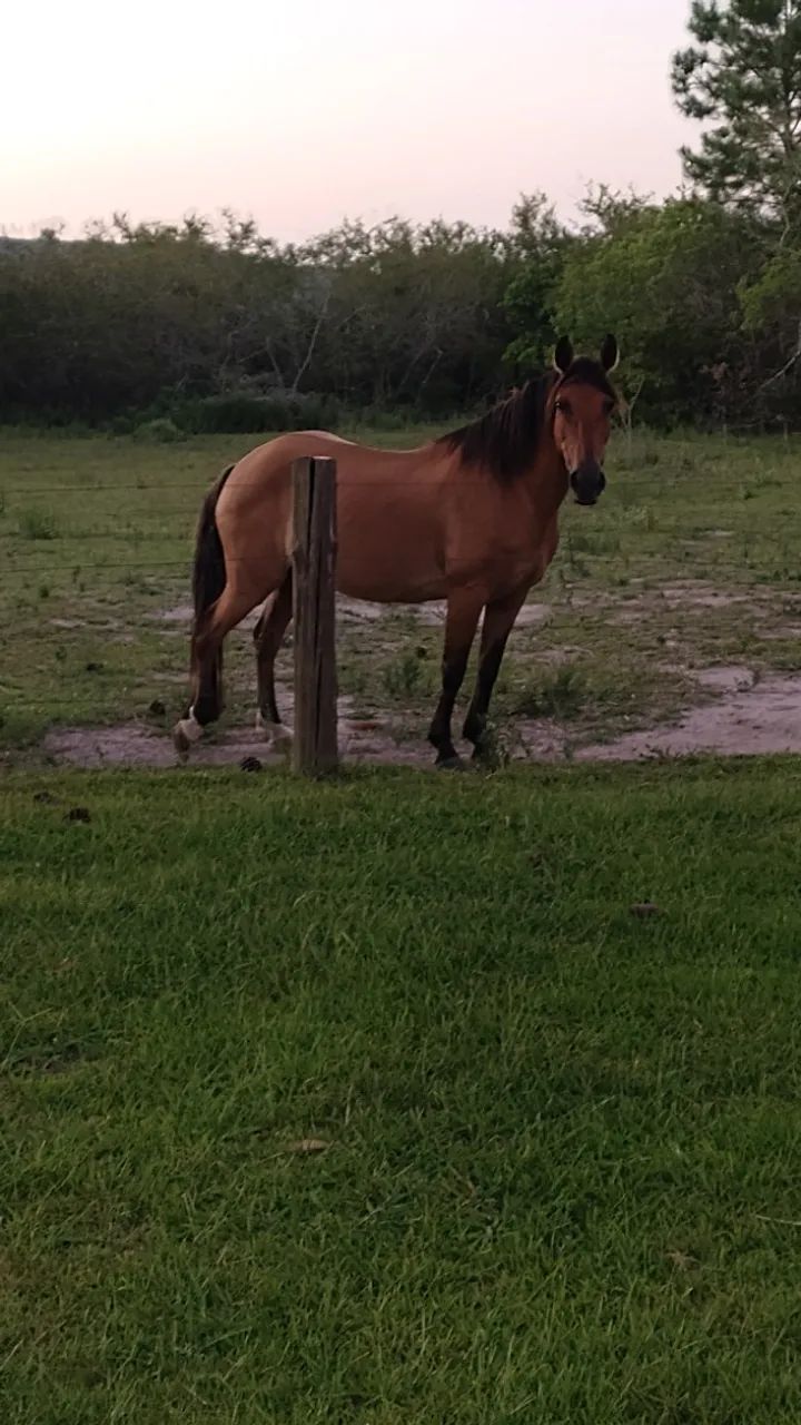 Égua guateada, excelente andadura, mansa para criança.  - Foto 2