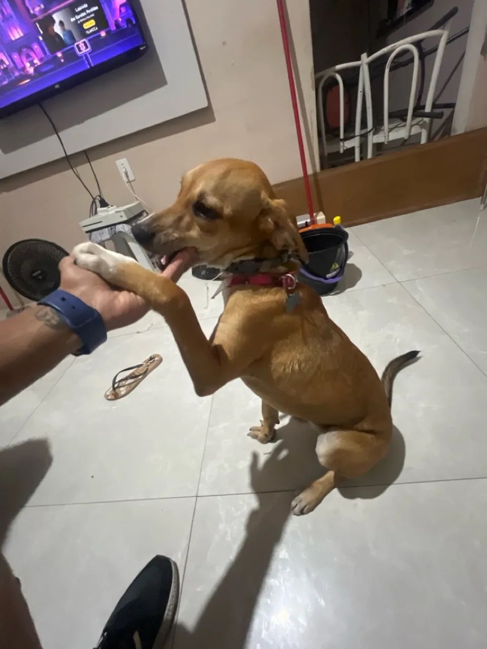 Doação responsável  - Foto 2