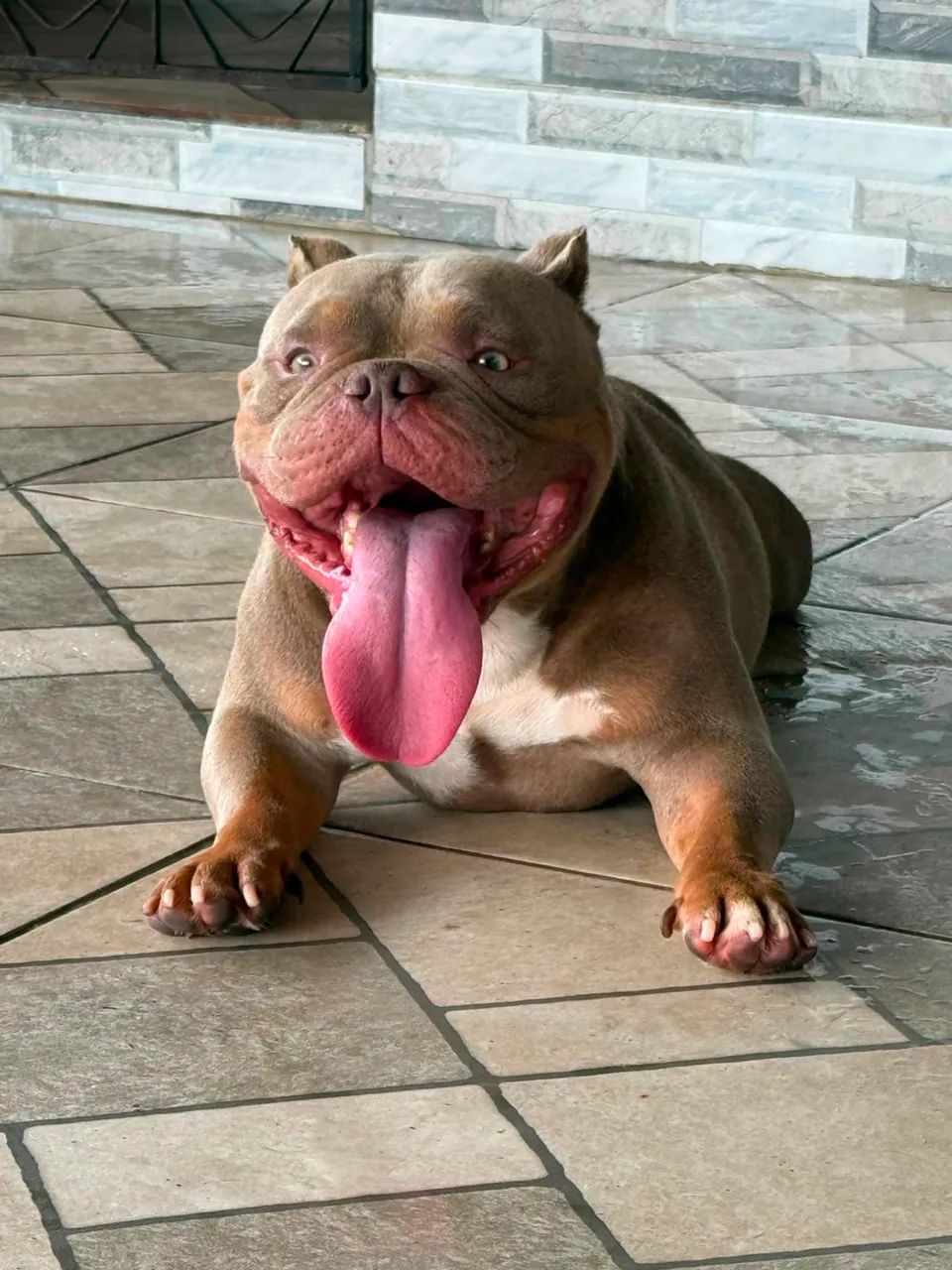 American bully - Foto 5