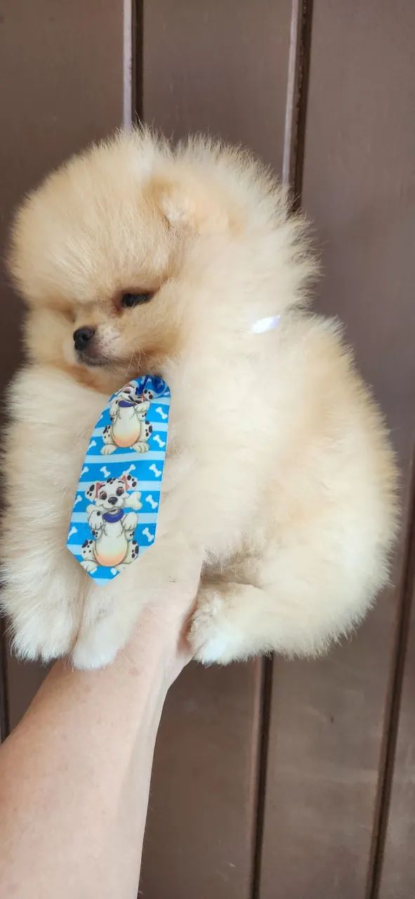 Lulu pomerania  - Foto 3