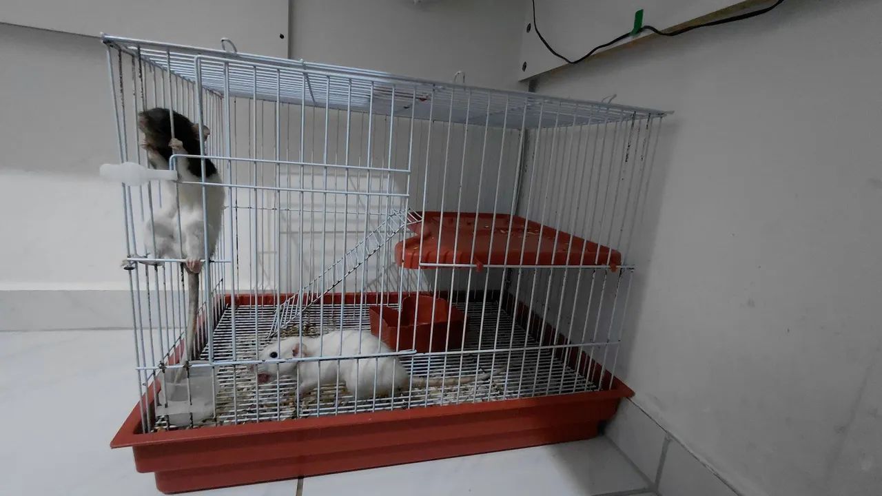 Duas Ratas Twister + Gaiola com acessórios.