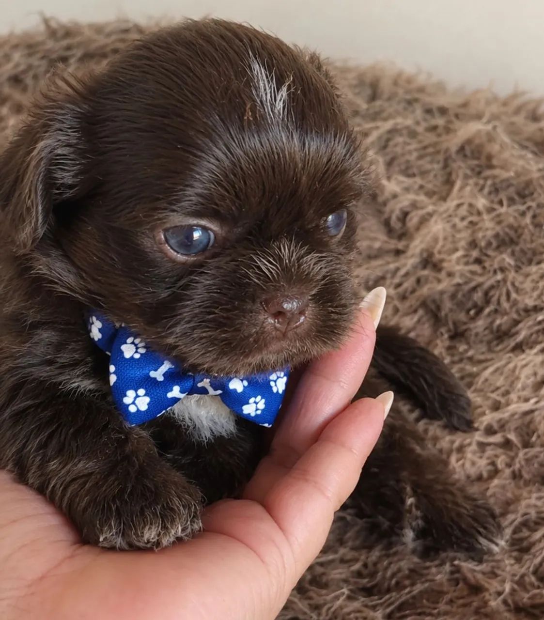 Mini shitzu (MACHO) - Foto 3