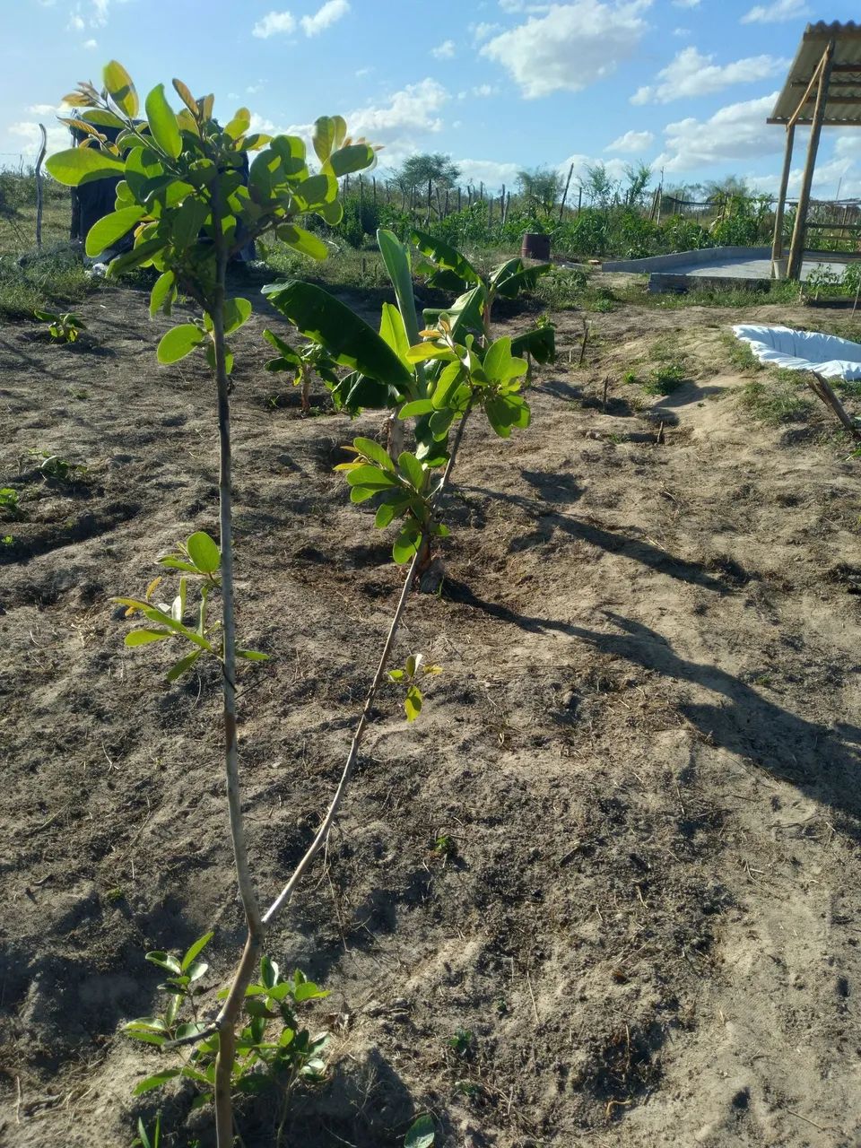 Venda - Foto 5
