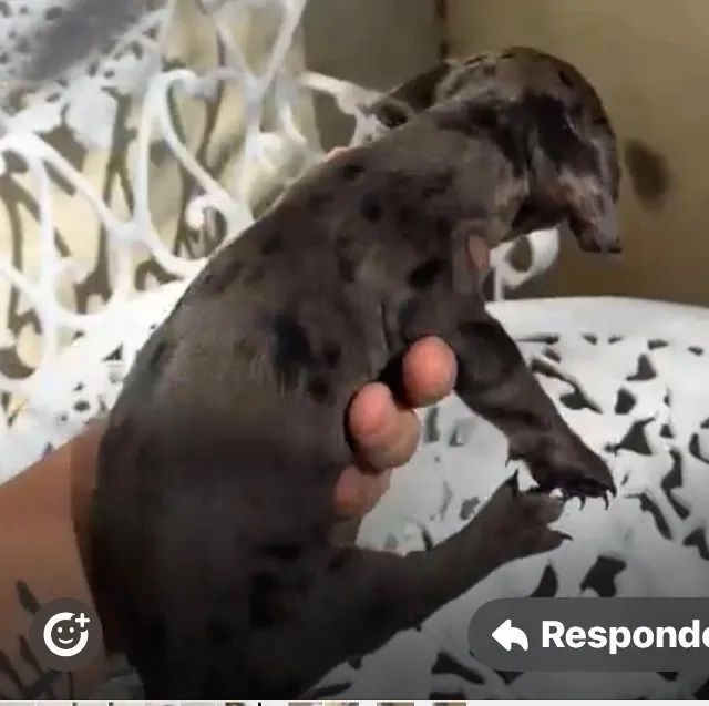 Basset teckel saudavel e muito docil 