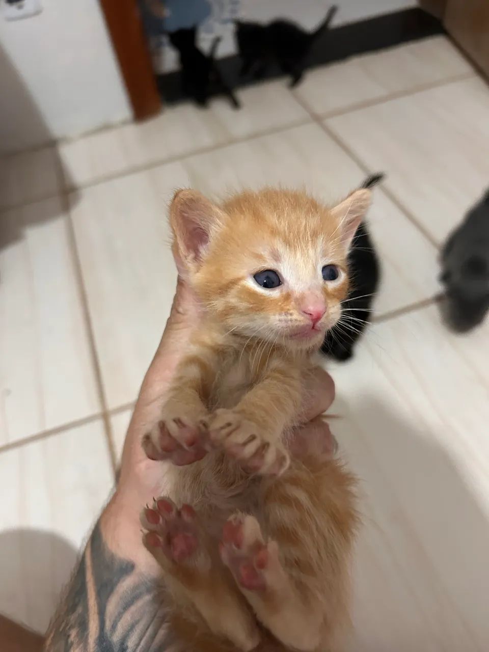 Gato - Foto 4