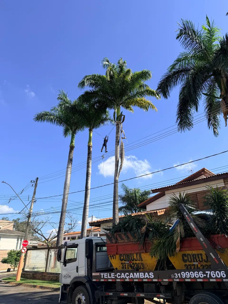 Supressão arbórea  - Foto 5